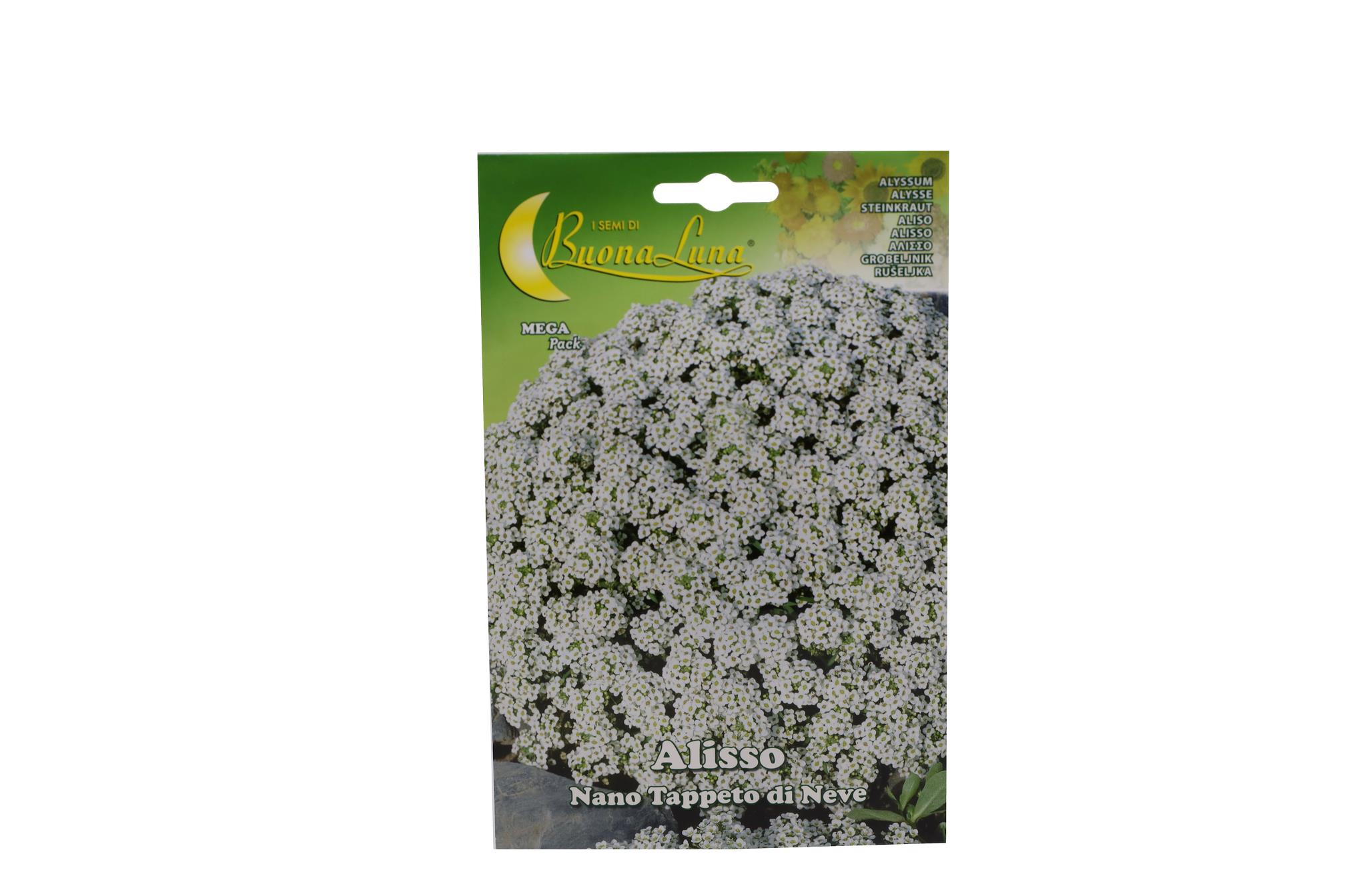 Buy Alyssum (Normal)-Packet Online | Agriculture Plants | Qetaat.com