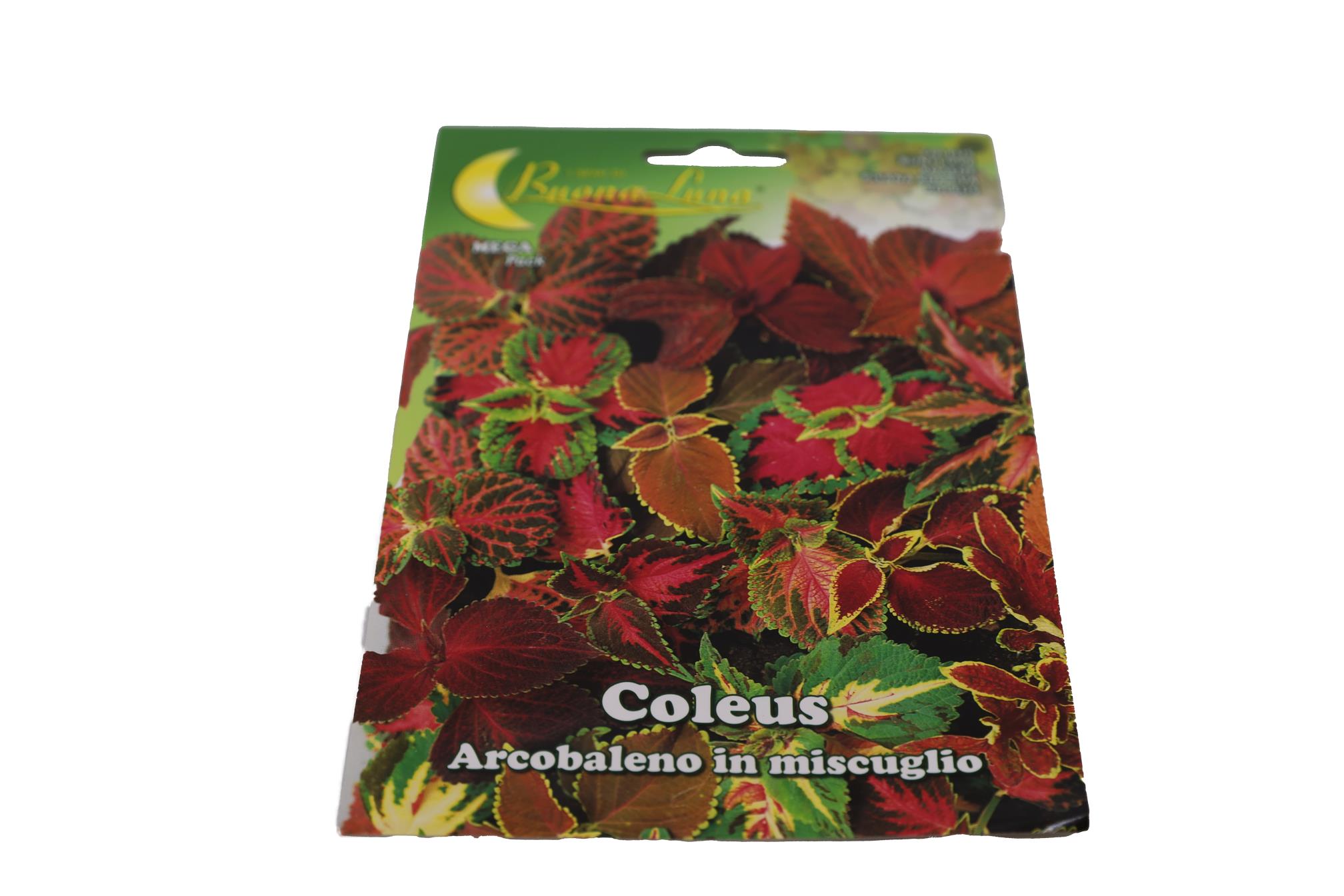 Buy Coleus (Normal)-Packet Online | Agriculture Plants | Qetaat.com