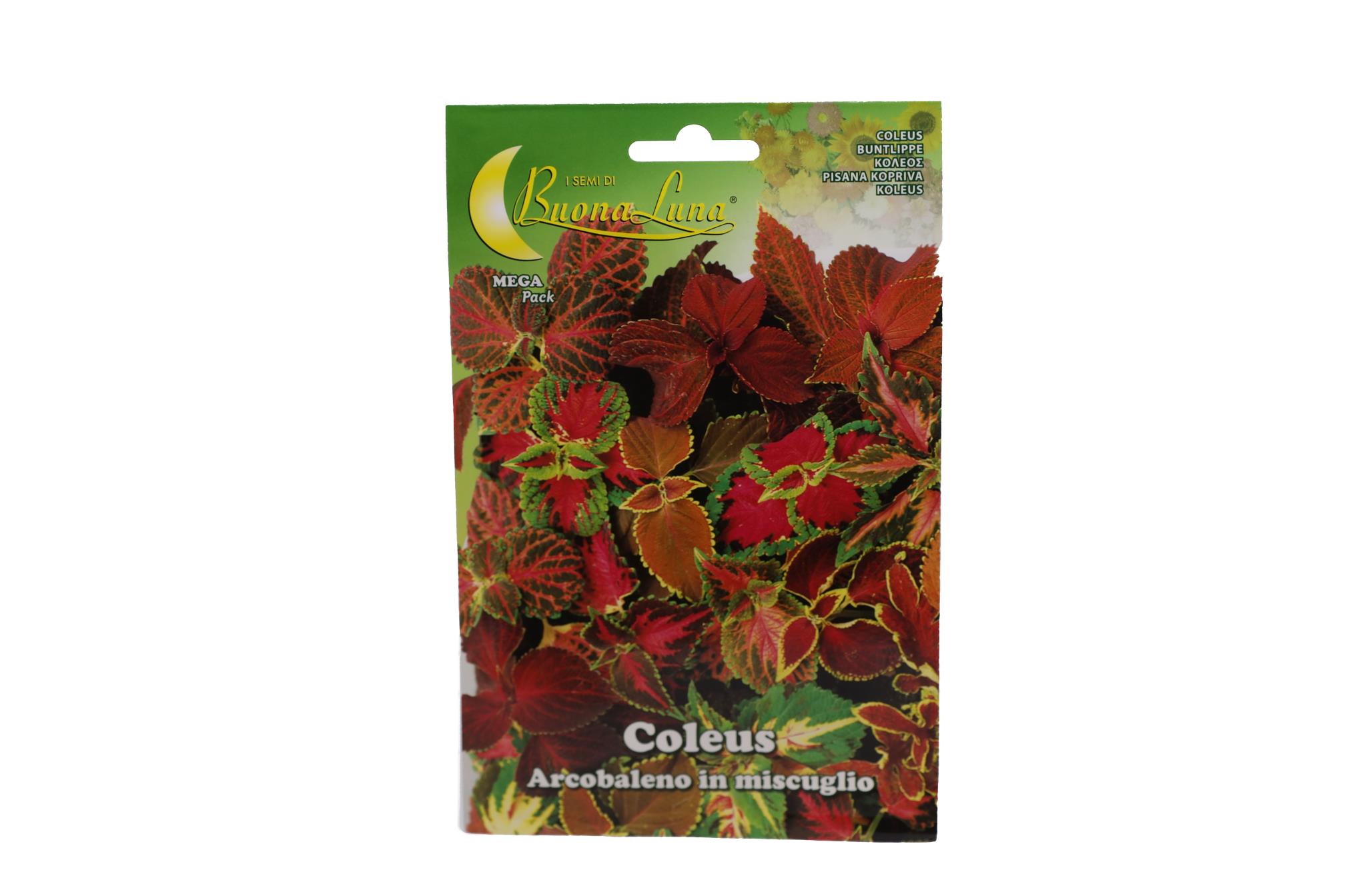 Buy Coleus (Normal)-Packet Online | Agriculture Plants | Qetaat.com