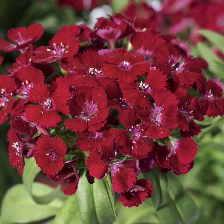 Buy Dianthus (Hybrid) - Packet Online | Agriculture Plants | Qetaat.com