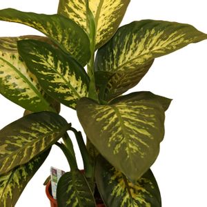 Dieffenbachia - Pc