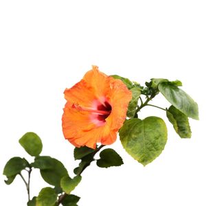 Hibiscus (Single) / Peachy / Local - Pc