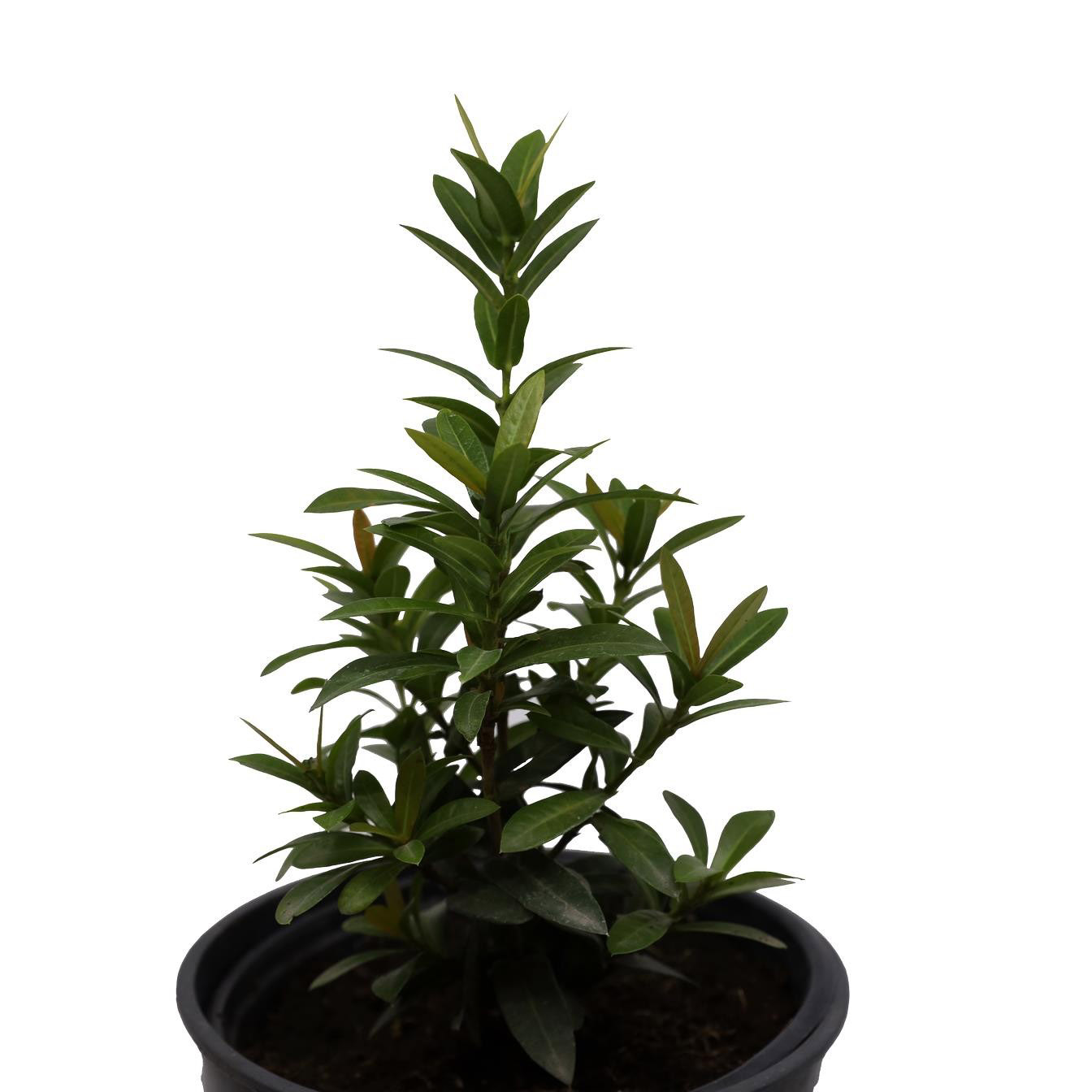 Buy Ixora - PC Online | Agriculture Plants | Qetaat.com