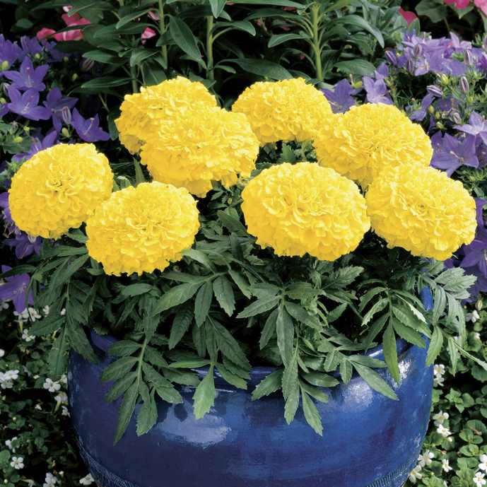 Buy Marigold (Hybrid) - Packet Online | Agriculture Plants | Qetaat.com