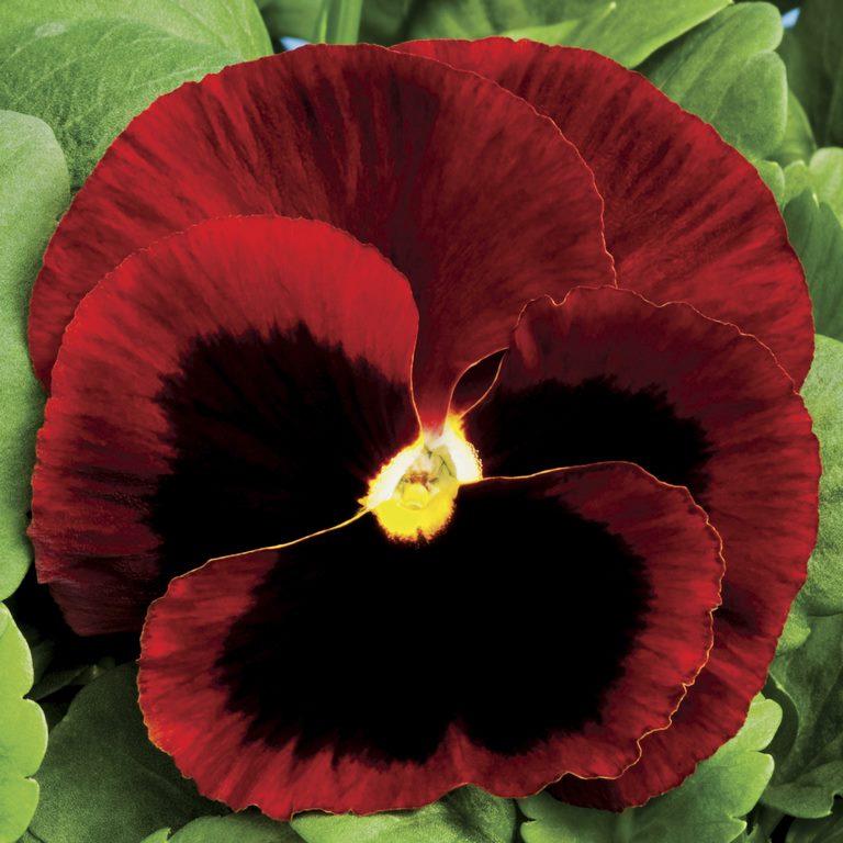 Buy Pansy (Hybrid) - Packet Online | Agriculture Plants | Qetaat.com