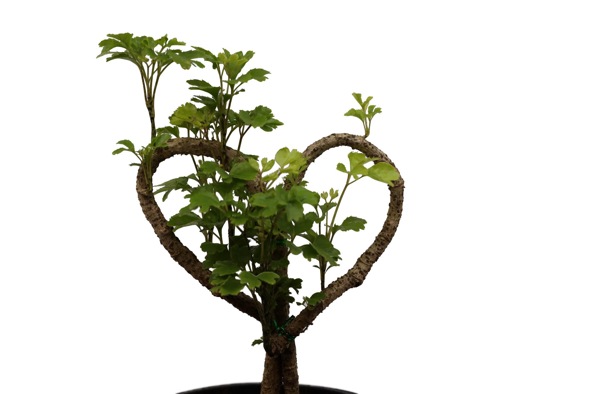 Buy Poleyasas (Heart Shaped) Online | Agriculture Plants | Qetaat.com