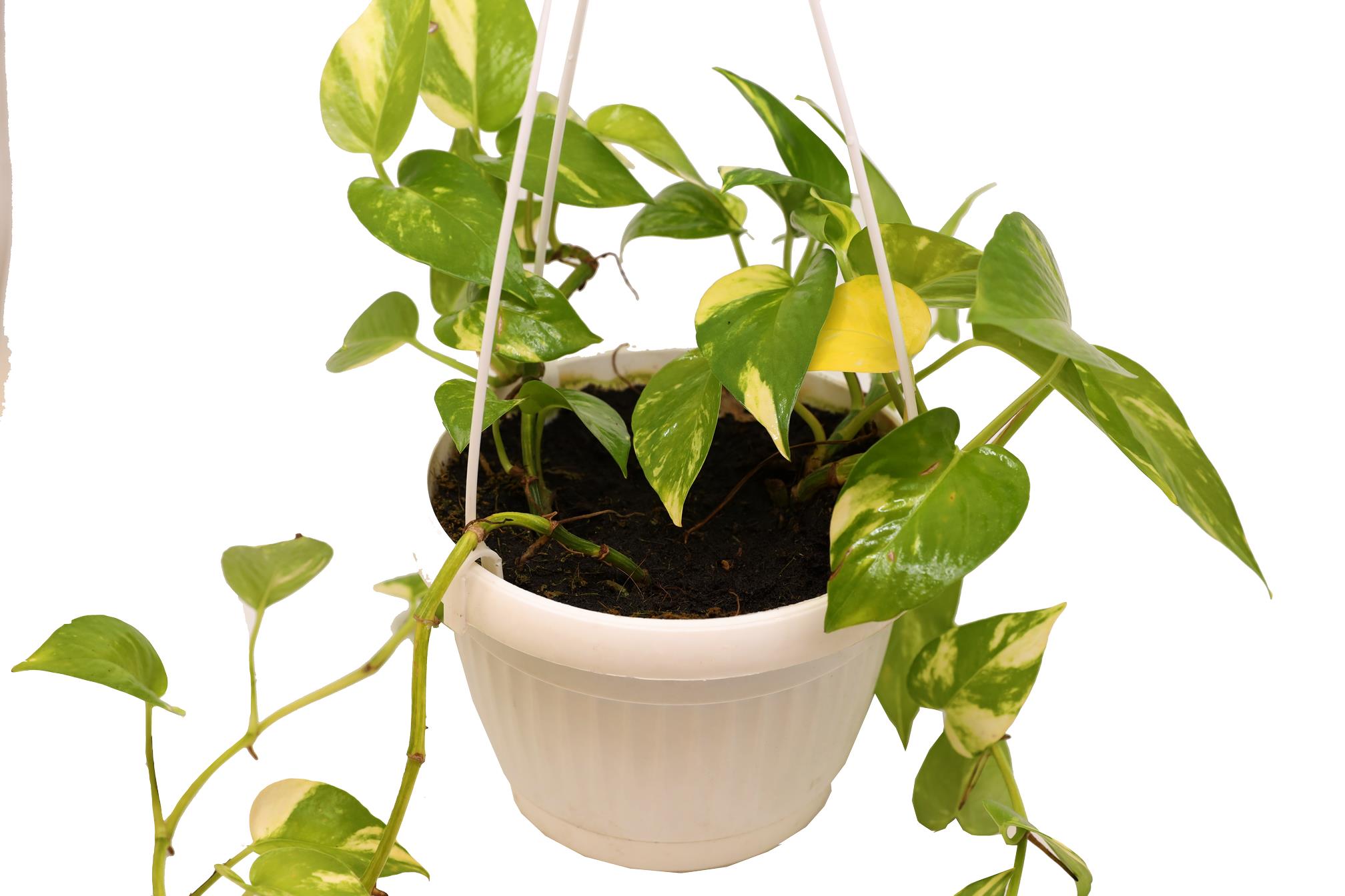 Buy Scandapsis - PC Online | Agriculture Plants | Qetaat.com
