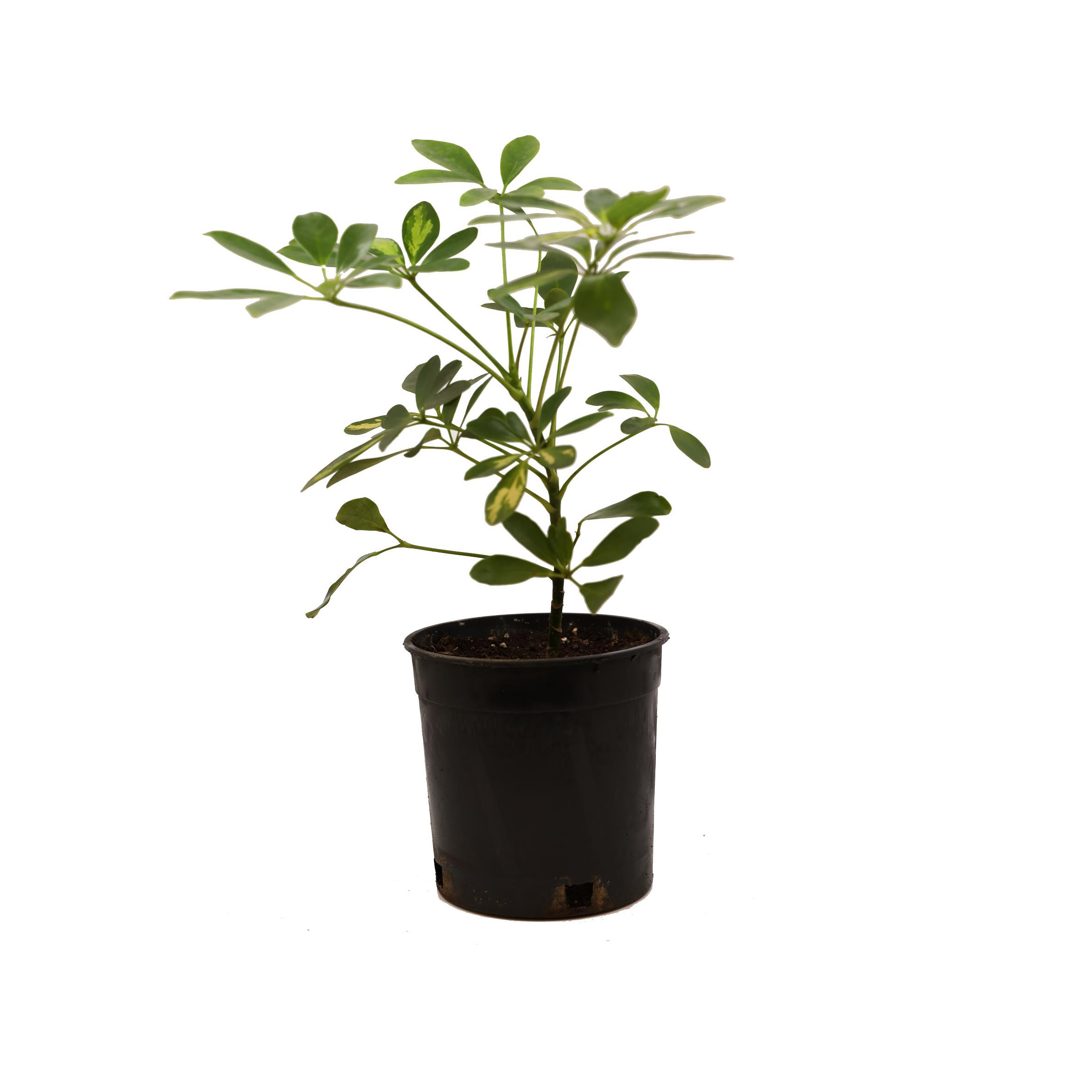 Buy Schefflera - PC Online | Agriculture Plants | Qetaat.com