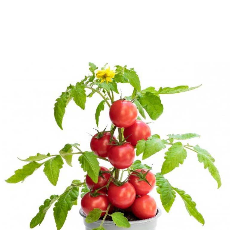 Tomato Plant