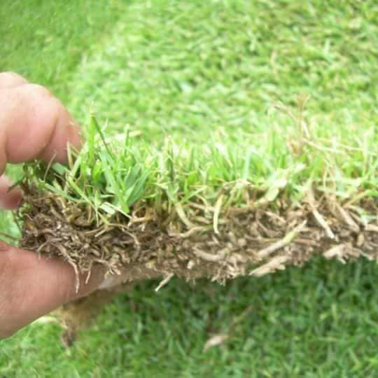 Buy Paspalum Grass (African) - Per M2 Online | Agriculture Plants | Qetaat.com
