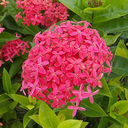 Ixora