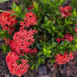 Ixora Dwarf