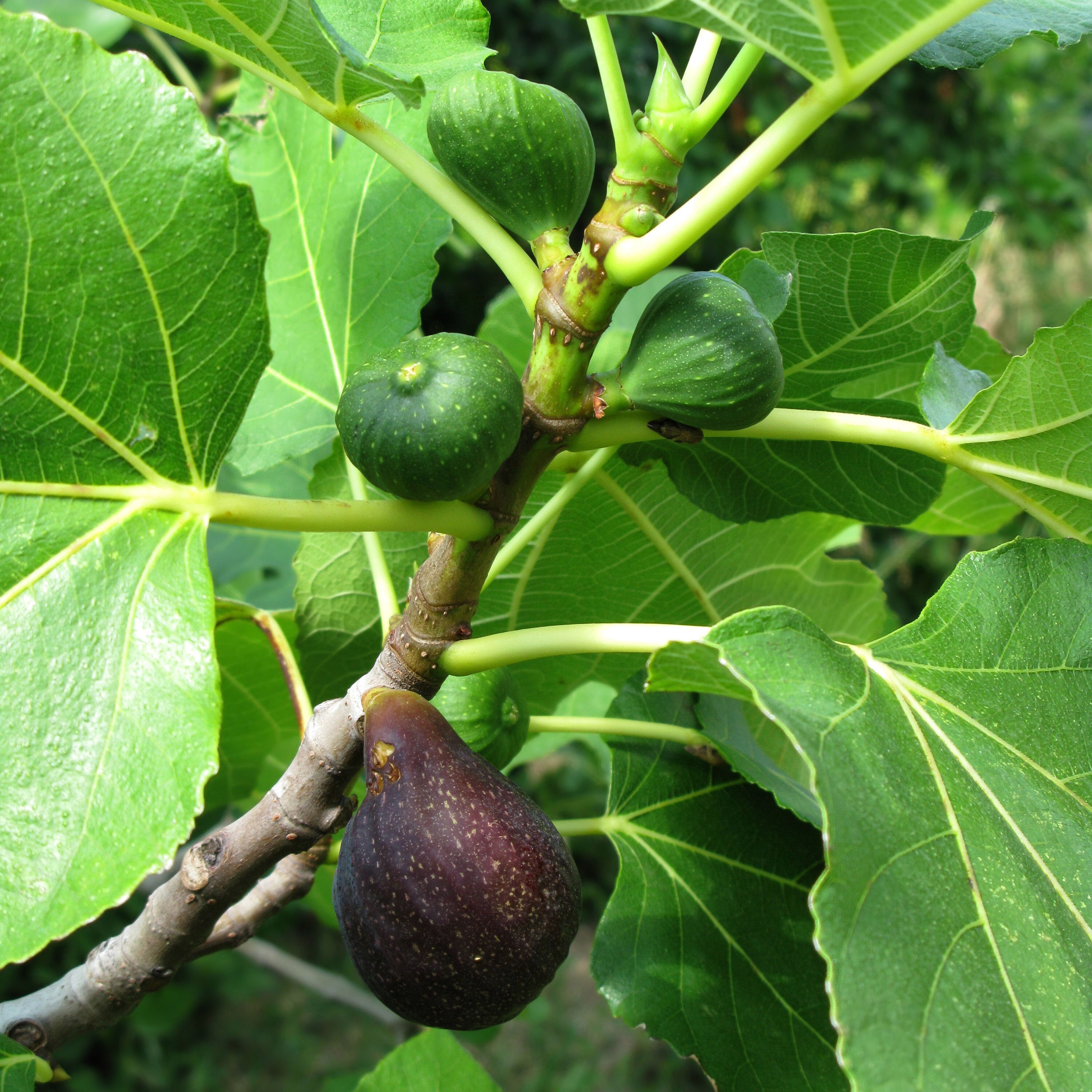 Buy Fig (Cyprus) Online | Agriculture Plants | Qetaat.com