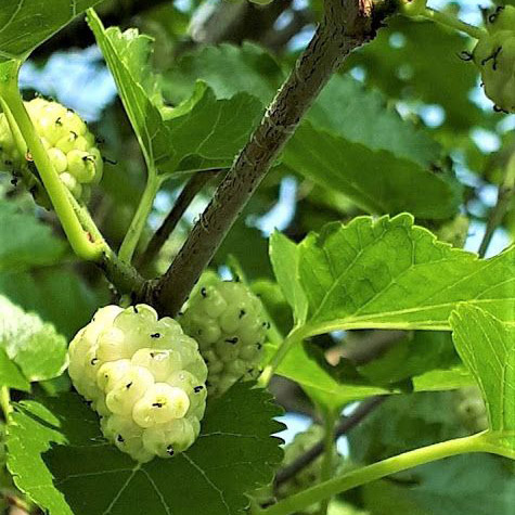 Buy Mulberry White (Cyprus) Online | Agriculture Plants | Qetaat.com