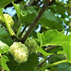 Mulberry White (Cyprus)