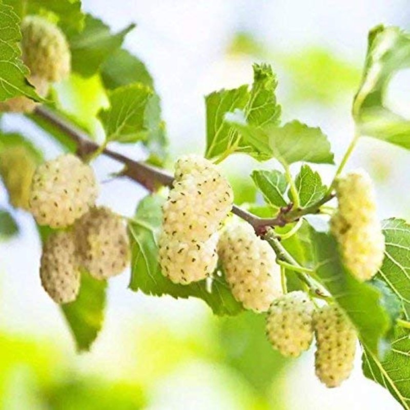 Buy Mulberry White (Bahrain) Online | Agriculture Plants | Qetaat.com