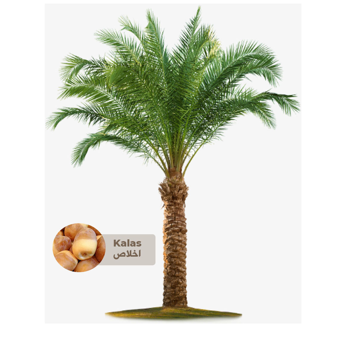 Buy Kalas Palm Tree - Saudi Online | Agriculture Plants | Qetaat.com