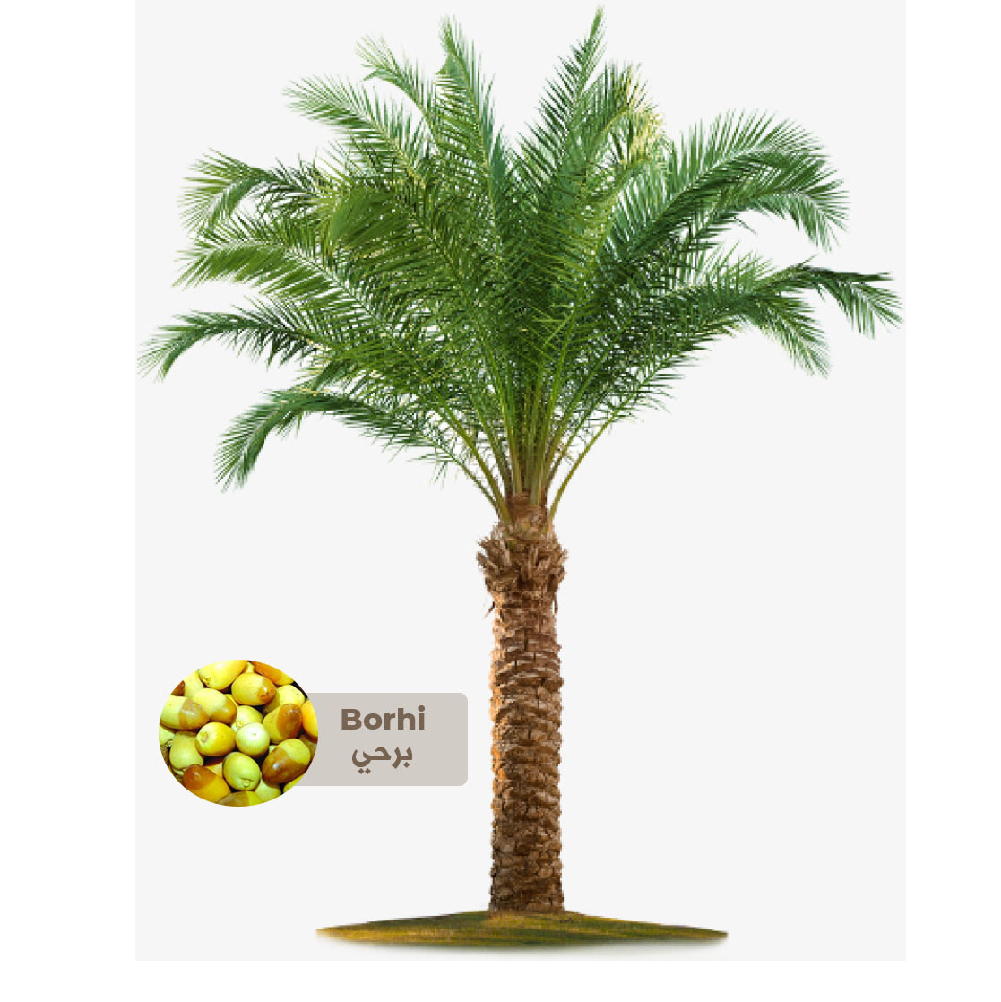 Buy Borhi Palm Tree - Saudi Online | Agriculture Plants | Qetaat.com