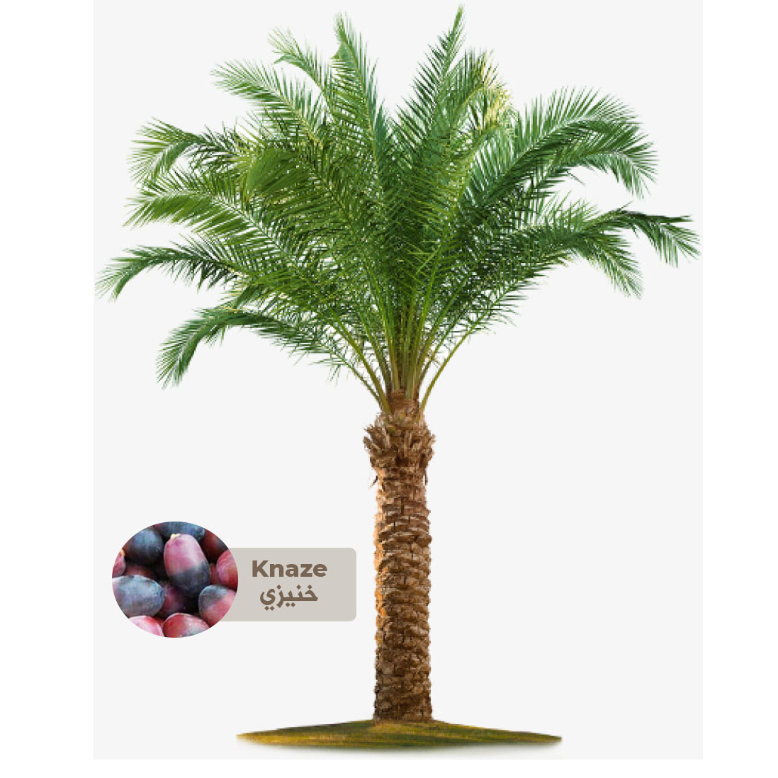 Buy Knaze Palm Tree - Saudi Online | Agriculture Plants | Qetaat.com
