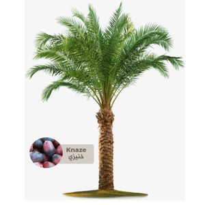 Knaze Palm Tree - Saudi