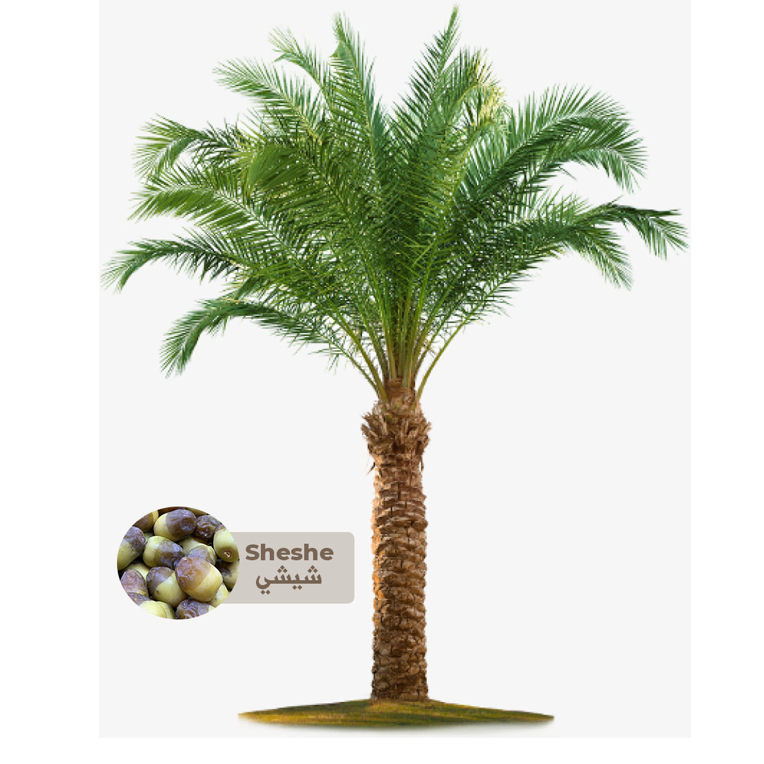 Buy Sheshe Palm Tree - Saudi Online | Agriculture Plants | Qetaat.com