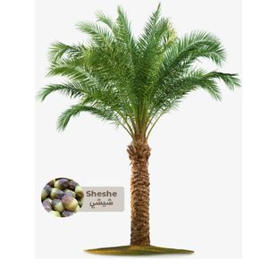 Sheshe Palm Tree - Saudi
