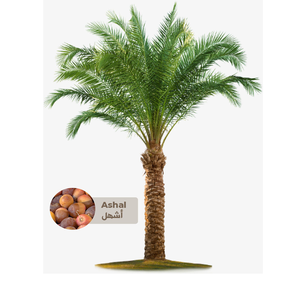 Buy Ashal Palm Tree - Saudi Online | Agriculture Plants | Qetaat.com