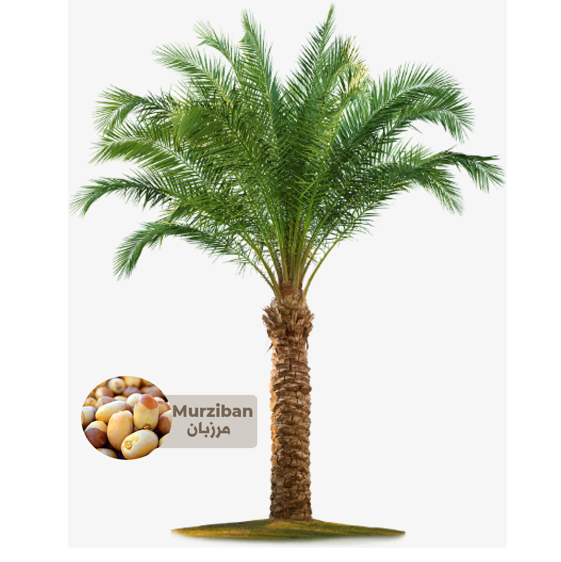 Buy Murziban Palm Tree - Saudi Online | Agriculture Plants | Qetaat.com