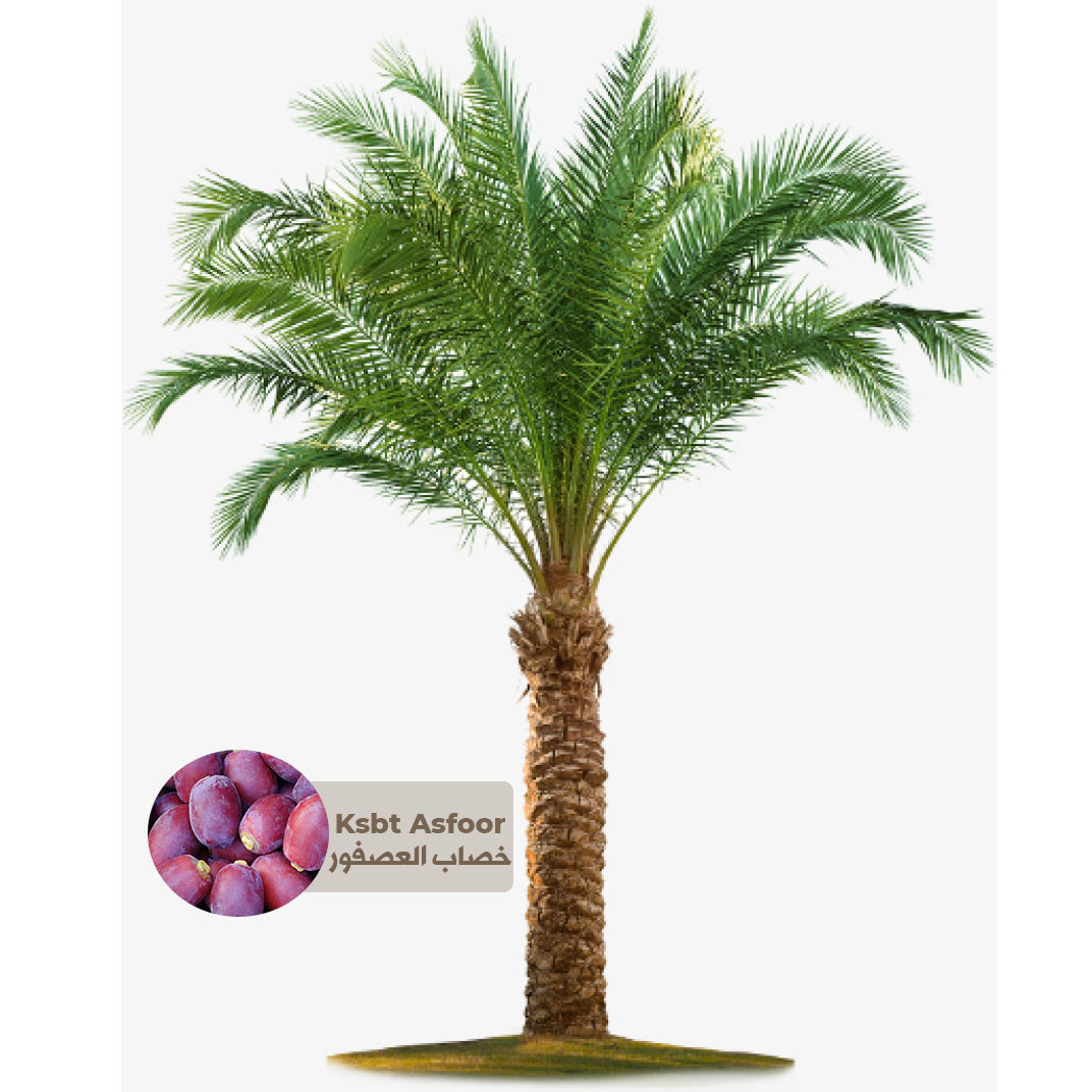 Buy Ksbt Asfoor Palm Tree - Saudi Online | Agriculture Plants | Qetaat.com