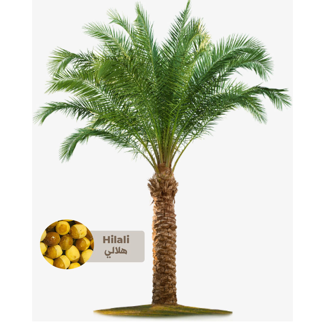 Buy Hilali Palm Tree - Saudi Online | Agriculture Plants | Qetaat.com