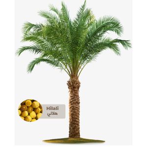 Hilali Palm Tree - Saudi