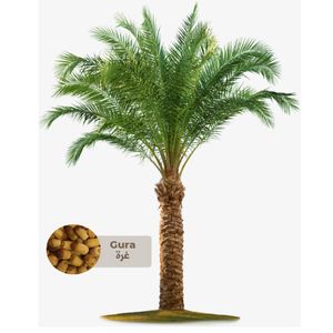 Gura Palm Tree - Saudi