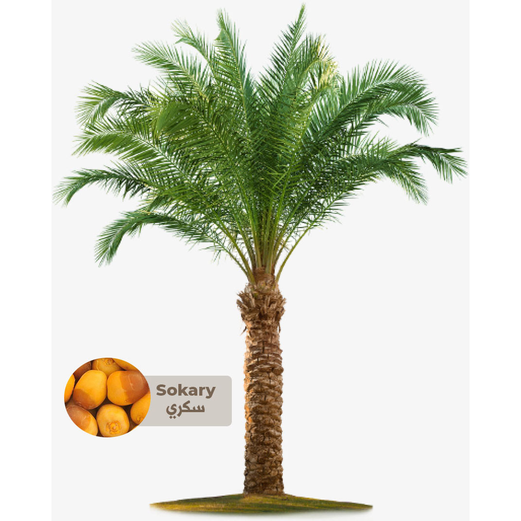 Buy Sokary Palm Tree - Saudi Online | Agriculture Plants | Qetaat.com