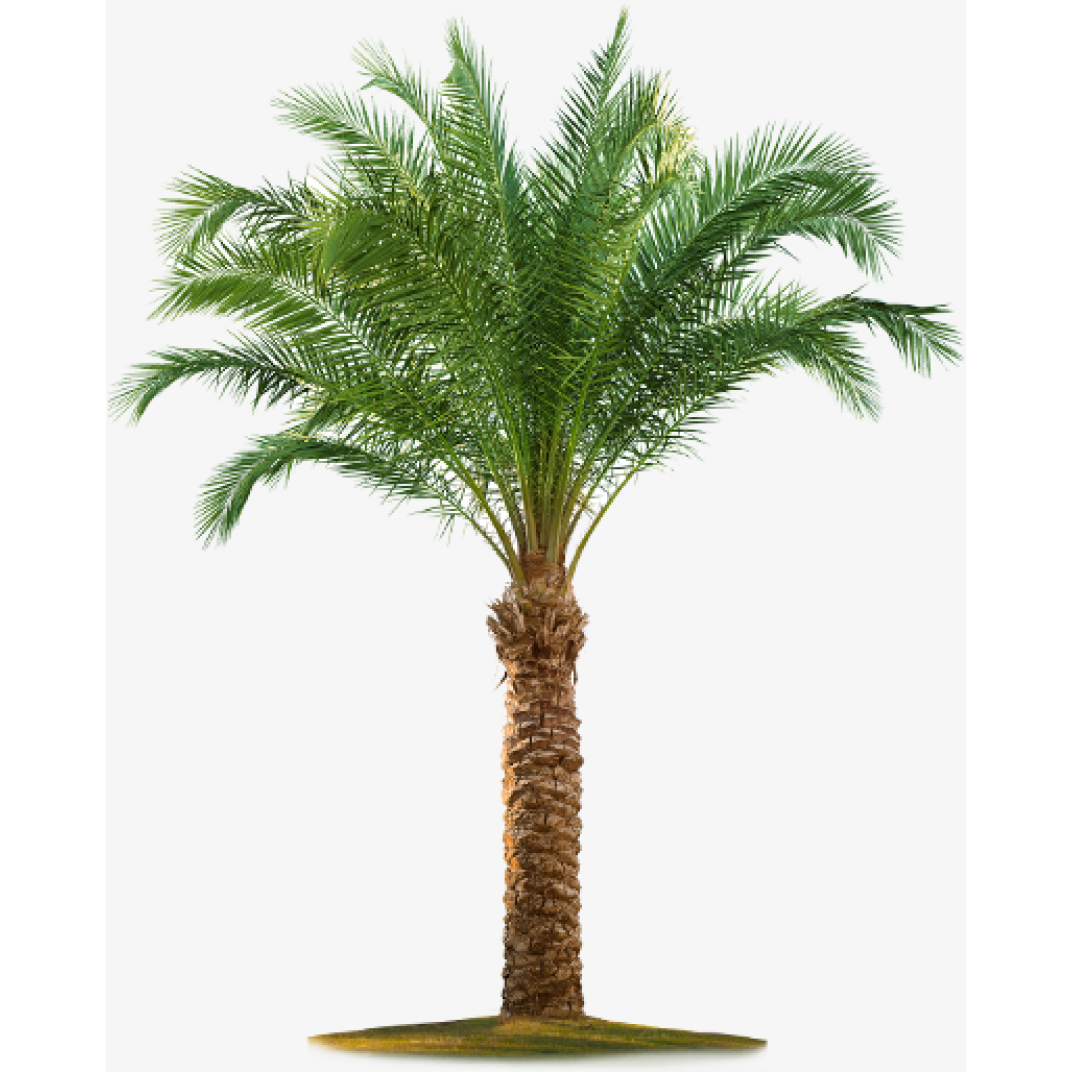 Buy Normal Palm Tree - Saudi Online | Agriculture Plants | Qetaat.com