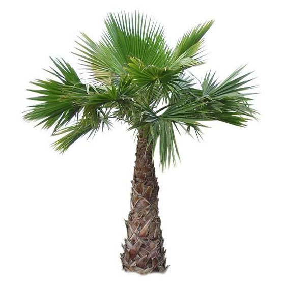 Buy Washington Palm Tree - Saudi Online | Agriculture Plants | Qetaat.com