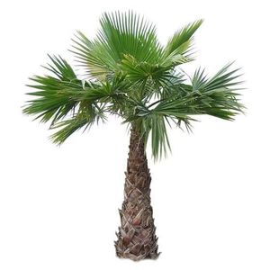 Washington Palm Tree - Saudi