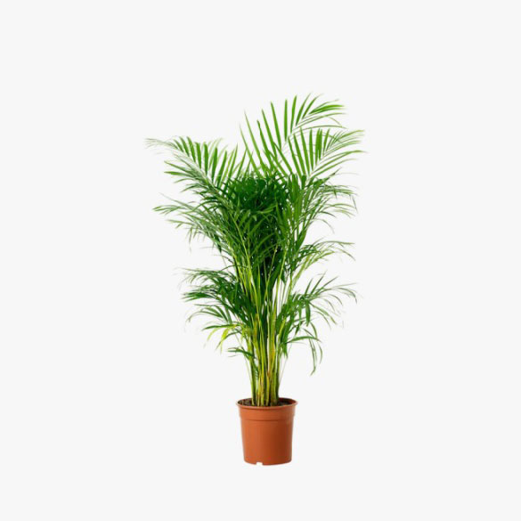 Areca Palm Thailand - 80-100Cm