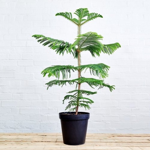 Araucaria - 60-80Cm