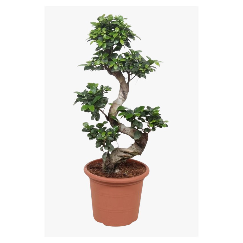 Ficus Microcarpa - 80-100Cm