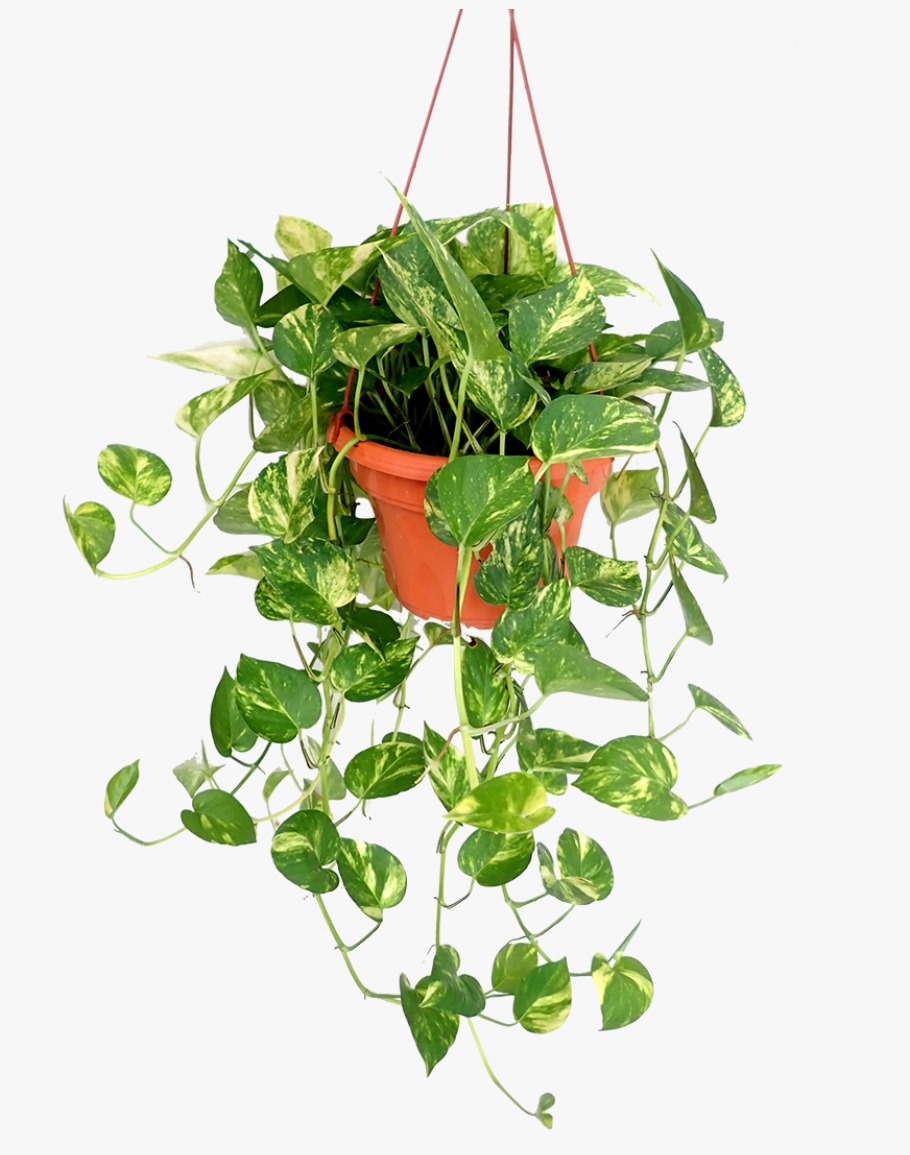 Buy Hanging Small Money Plant Online | Agriculture Plants | Qetaat.com