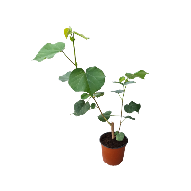 Buy Hibiscus Telecious - Pot Size 15cm Online | Agriculture Plants | Qetaat.com