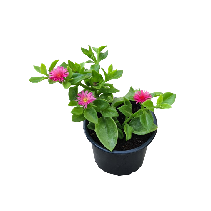 Buy Aptenia - Pot Size 9cm Online | Agriculture Plants | Qetaat.com