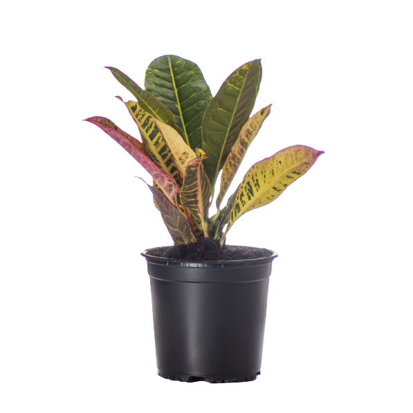 Buy Codiaem Petra - Pot Size 15cm Online | Agriculture Plants | Qetaat.com