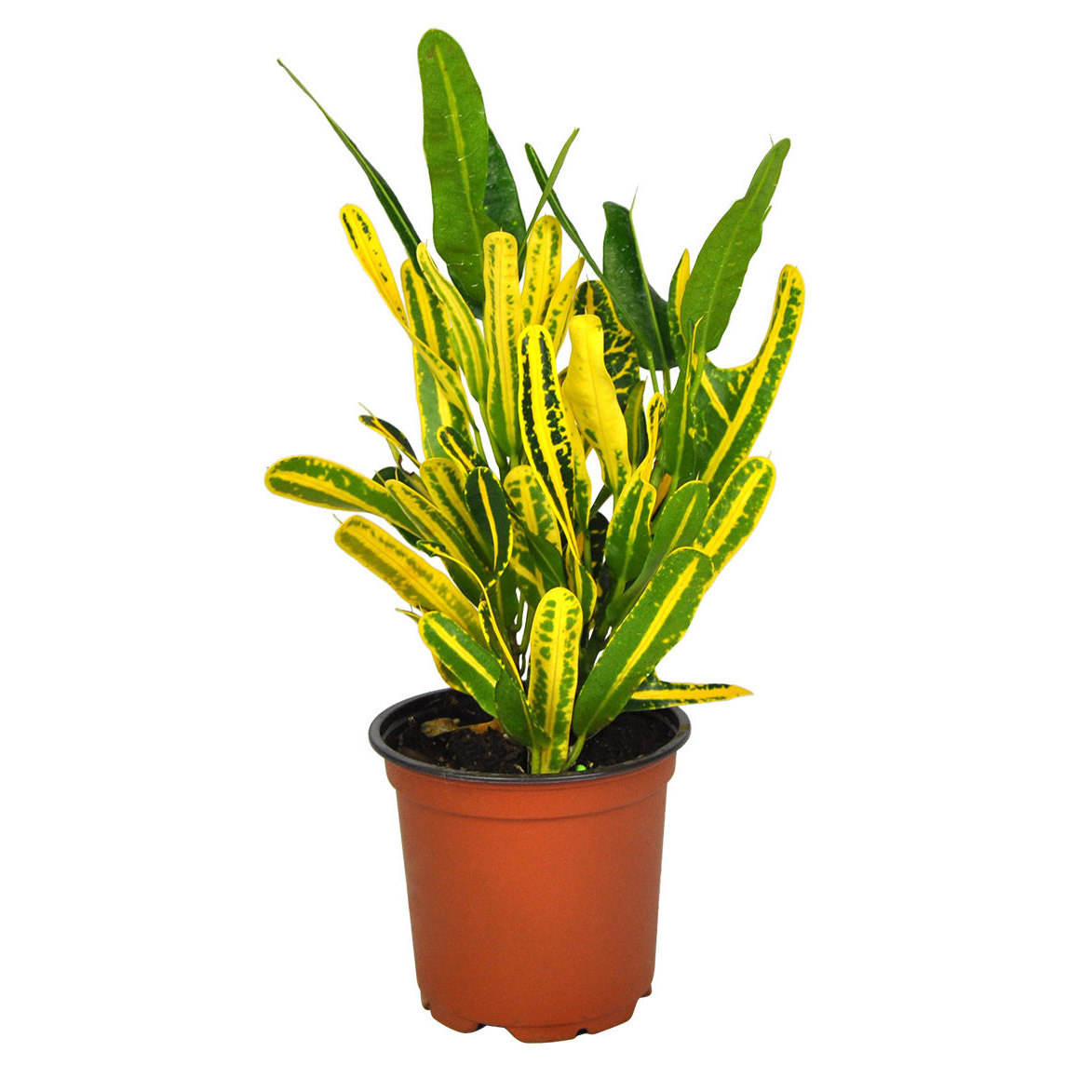 Buy Codiaeum Sunnystar - Pot Size 15cm Online | Agriculture Plants | Qetaat.com