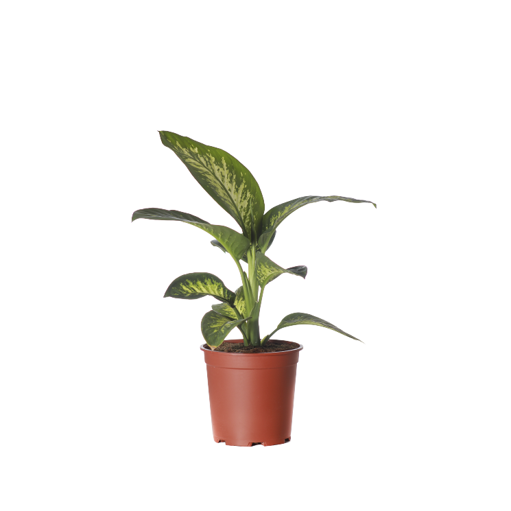 Buy Dieffenbachia Tropic Snow - Pot Size 27cm Online | Agriculture Plants | Qetaat.com