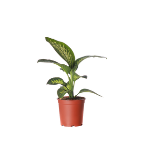 Dieffenbachia Tropic Snow - Pot Size 27Cm