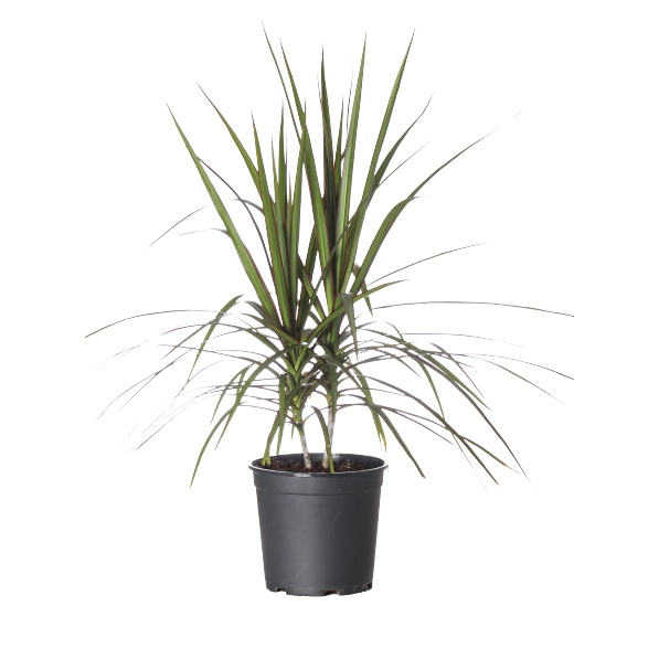 Buy Dracaena Marginata Green - Pot Size 15cm Online | Agriculture Plants | Qetaat.com