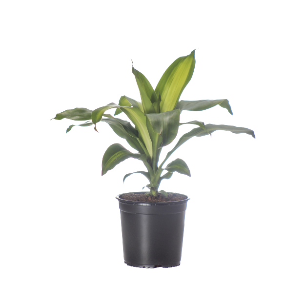 Buy Dracaena Massengeana - Pot Size 15cm Online | Agriculture Plants | Qetaat.com