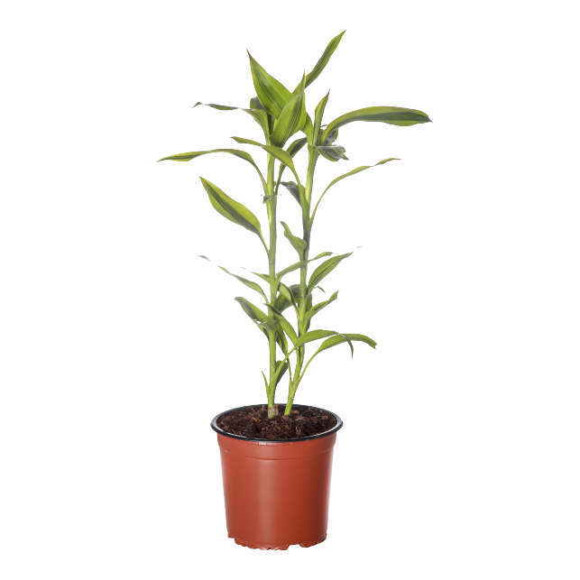 Buy Dracaena Sanderiana Victory - Pot Size 15cm Online | Agriculture Plants | Qetaat.com