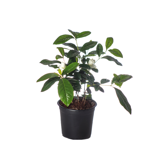 Buy Gardenia Green - Pot Size 15cm Online | Agriculture Plants | Qetaat.com